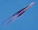 Tweezers